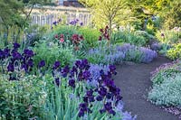 View of curved, flowered perennial border, with Bearded Iris and Nepeta spilling out onto the path.
