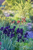 View down mixed perennial border including bearded Iris and Nepeta - Catmint. 
