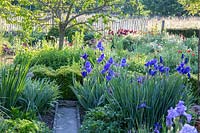View of mixed perennials, including Iris, with feature tree. 

