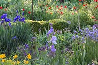View of flowering perennials, including Iris barbata, Iris sibirica, Hemerocallis - Daylily and Papaver - Poppy - separated by clipped Buxus - Box hedging. 

