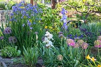 Mixed flowerbed with flowering Iris and Allium. 
