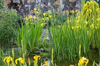 Marginal planting of Iris pseudacorus - yellow flag iris