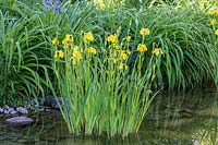 Iris pseudacorus - yellow flag iris -  in shallow water 