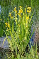 Iris pseudacorus - yellow flag iris - in shallow water