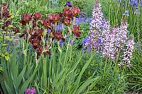  Iris barbata 'Sultan's Palace', Dictamnus albus and Geranium magnificum 'Rosemoor'