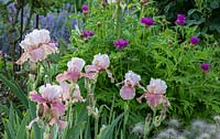 Iris 'Cameo Wine' - Bearded Iris 'Cameo Wine' and Centaurea dealbata 'Steenbergii' - Mealy Centaury 'Steenbergii'