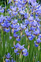 Iris sibirica 'Strandperle' - Siberian Iris 'Strandperle