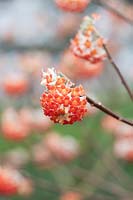 Edgeworthia chrysantha 'Red Dragon'-  paperbush 