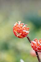 Edgeworthia chrysantha 'Red Dragon' -  paperbush  