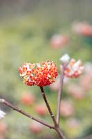 Edgeworthia chrysantha 'Red Dragon' -  paperbush 