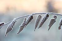 Corylus - hazel - stem and leaves covered in a hoar frost 