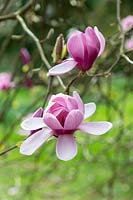 Magnolia 'Eleanor May' 