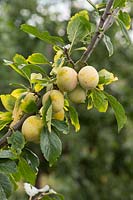 Prunus domestica 'Jefferson' - Plum 'Jefferson'
 