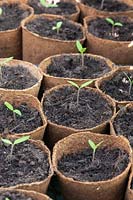 Solanum lycopersicum - Tomato seedlings in biodegradable pots.
