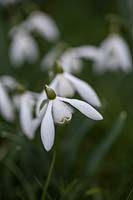 Galanthus nivalis - Common Snowdrop