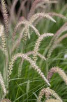 Pennisetum 'Fairy Tails' - Fountain grass 'Fairy Tails'