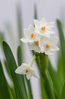 Narcissus papyraceus 'Ziva' - Paperwhite Tazetta daffodil