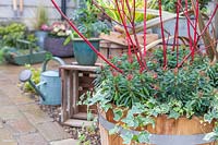 Wooden barrel container planted with Cornus - dogwood, Euphorbia and Hedera - Ivy.