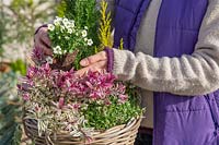 Woman planting Saxifraga with other evergreen plants in woven basket.