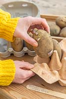 Woman arranging chitting seed Potato 'Ulster Prince' in egg box.