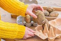 Woman arranging chitting seed Potato in egg box.
