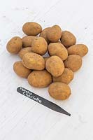 Solanum tuberosum - Potato 'Charlotte' - Pile of seed potatoes on pale surface. 