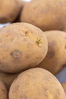 Solanum tuberosum - Potato 'Charlotte'