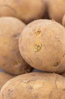 Solanum tuberosum - Potato 'Charlotte' - Close up of seed potatoes. 