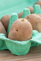 Solanum tuberosum - Potato arranged in egg boxes to chit.