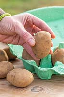 Solanum tuberosum - Woman arranging seed potatoes in egg box to chit.