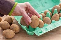 Solanum tuberosum - Woman arranging seed potatoes in egg box to chit.
