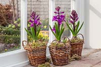 Purple flowering Hyacinthus in wicker baskets with moss, displayed on windowsill.