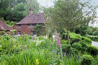 View to 16th Century house across cottage planting and ancient clipped Buxus - Box hedge. Copyhold Hollow, Sussex, UK. 
