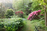 Rhododendron 'Henry's Red' and Rhododendron 'Winsome' flowering with other perennials in woodland garden. Copyhold Hollow, Sussex, UK. 