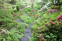 View down steep bank of woodland garden, with colourful mixed Azalea and Rhododendron and ferns. Copyhold Hollow, Sussex, UK. 
