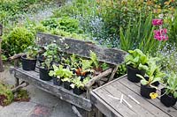 Collection of potted plants on old rustic wooden bench in spring.  Copyhold Hollow, Sussex, UK. 