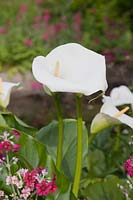 Zantedeschia - Arum lily with Primula. 
