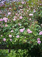 Rosa 'FranÃ§ois Juranville' and Rosa 'Climbing Cecile Brunner' growing over a timber arch. 