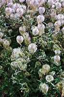 Clematis 'Bill MacKenzie' AGM - tasseled seedheads after flowering