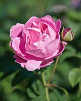 Rosa Mary Rose 'Ausmary' - Rose Mary Rose