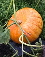 Pumpkin 'Rouge Vif d'Etampes' resting on a slate whilst ripening