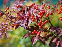 Sorbus commixta 'Embley' - Japanese Rowan 'Embley'