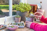 Woman gently removing leaves from potted succulent for propagation.