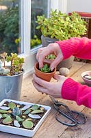 Woman sticking succulent cutting into terracotta pot of compost.