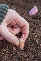 Close up of woman planting cloves of Garlic 'Arno' just under surface of soil.