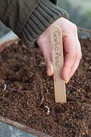 Woman adding plant label to recently planted Garlic 'Arno'