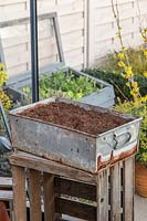 Rustic metal drawer planted with cloves of Garlic 'Arno'