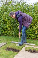 Woman standing on wooden board and removing turf prior to digging a planting hole for Malus domestica - 
apple tree