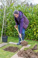 Woman standing on a board and digging planting hole in lawn for planting Malus domestica - 
apple tree