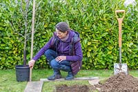 Woman measuring depth of potted Malus domestica - apple -  tree root ball 
prior to planting